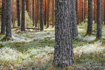 autumn in the forest