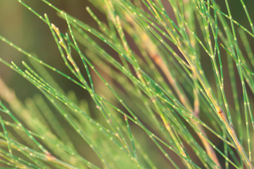 Summer pine forest in Thailand