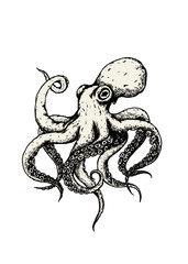 vector illustration of a hand draw a octopus