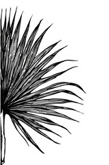 Obraz premium Palm leaves black and white background