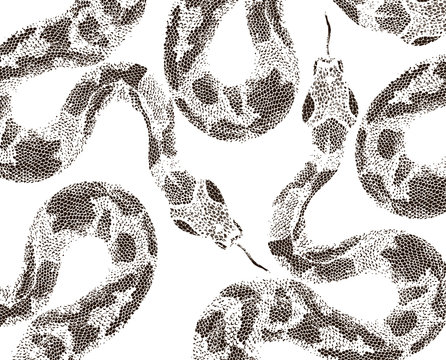 Snake skin on white background 