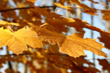 Yellow leaves of a maple on an indistinct background of different colors.