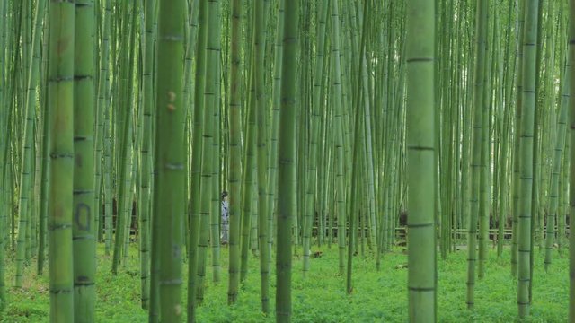 Walking in the bamboo forest in Arashiyama, Kyoto
Women in kimonos.