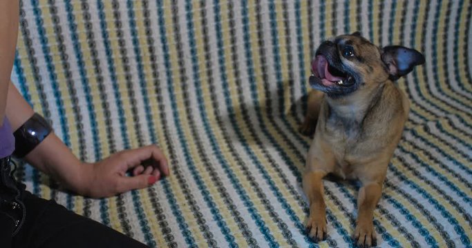 Close-up of female hands. The hostess playing with a small gray dog of the Griffon breed at home on the sofa covered with a colored bedspread. Slow motion 50 fps.