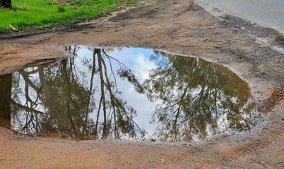 Puddle Showing Reflection of Gum Trees