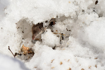 A tiny  American pygmy shrew (Sorex hoyi) tunnels through deep snow in search of food.