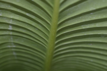 The surface pattern of green leaves with large leaves