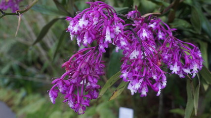 close up of purple Daphne genkwa or flos genkwa, lilac daphne flower bud  flower