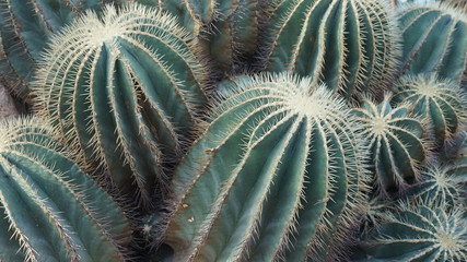 gloden barrel castus or echinocactus grusonii close up, full frame
