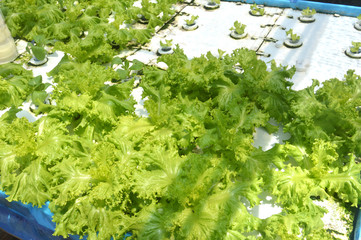 hydroponic plants