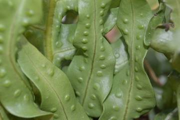 The surface pattern of green leaves with large leaves