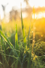 close up of rice in Beautiful sunrise bokeh background