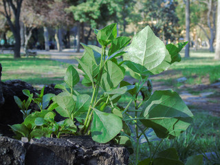 hojas del parque