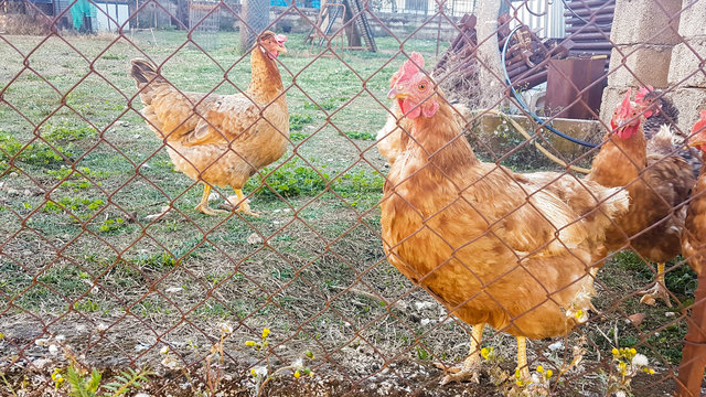 hens in the coop freerange