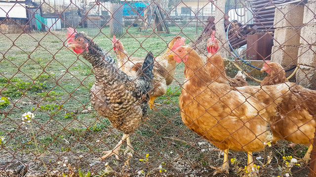 hens in the coop freerange