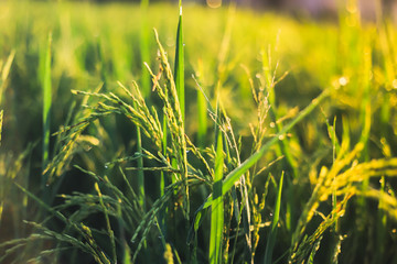 close up of rice in Beautiful sunrise bokeh background