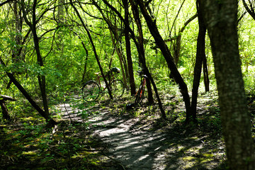 Obraz premium bikes in the woods