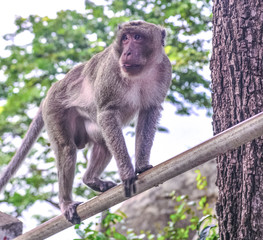 The big APE sits and watches