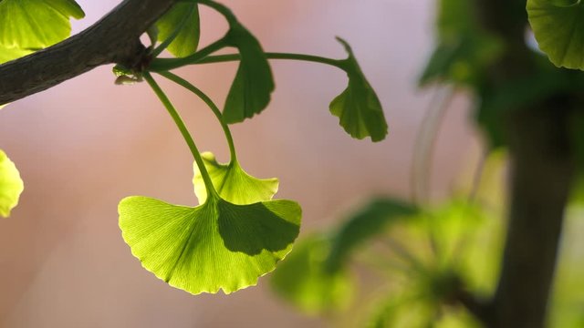 Tokyo,Japan-April 11, 2020: Young gingko leaves under blue sky in spring
