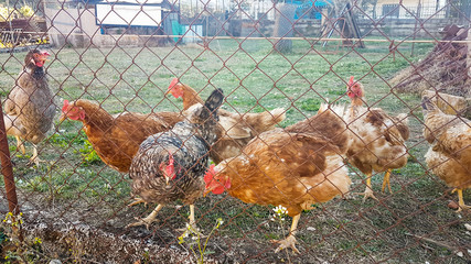 hens in the coop freerange