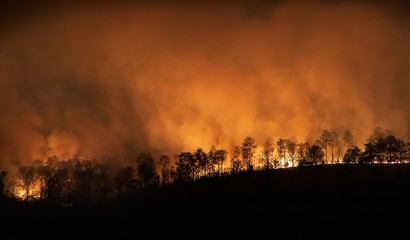 Fototapeta na wymiar forest fire disaster is burning caused by human