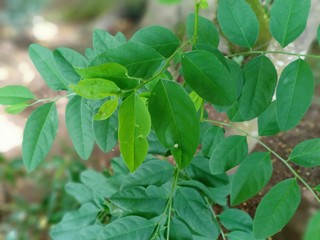 Fototapeta na wymiar fresh mint leaves