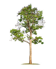 Obraz premium Tree isolated on white background