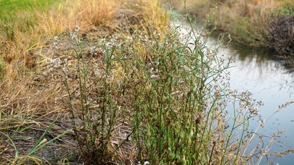 Dry grass in a field