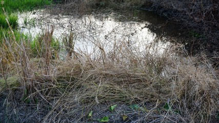 Dry grass in a field