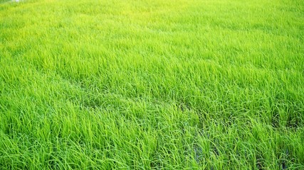 Rice tree grows in rice fields