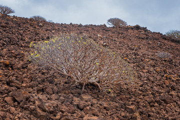 Lobos Island, Spain - october 2019. Isla De Lobos Lobos Island a largely unhabited volcanic island off the coast of Corralejo, Fuerteventura