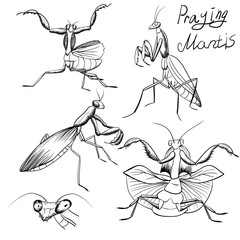 set of outline mantis insect sketches on white