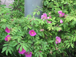 many small flowers, summer photo on the street