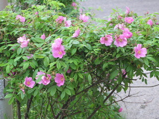 many small flowers, summer photo on the street