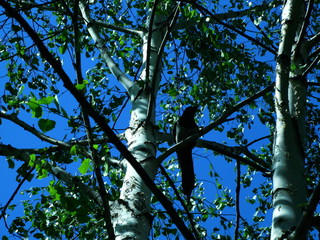 raven sitting on a summer birch