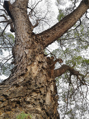 Bark of a large flame tree on white background