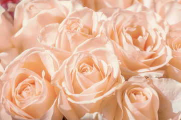 close-up of pink roses in a bouquet for a special day
