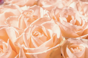 close-up of pink roses in a bouquet for a special day
