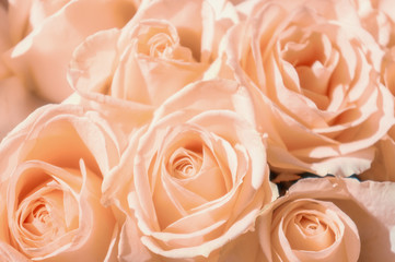 close-up of pink roses in a bouquet for a special day
