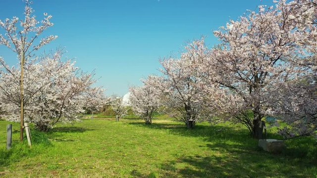 ドローンで撮影した桜の木