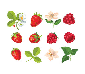 Set with strawberries and raspberries. Flowers and leaves of strawberries and raspberries.