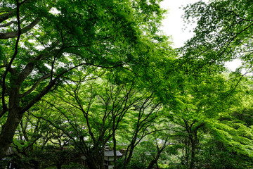 Fototapeta na wymiar 鎌倉の新緑