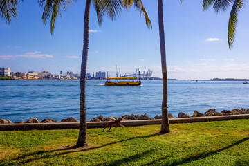 Early morning light in Bayfront Park Miami