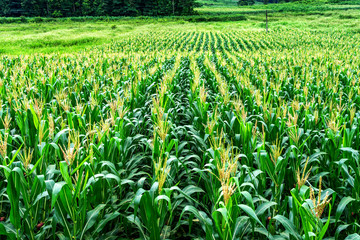 Fototapeta na wymiar The corn field in Cao Bang province, Vietnam.