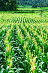 The corn field in Cao Bang province, Vietnam.