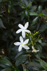 Fototapeta premium white flowers in the garden