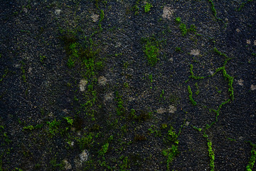 Green moss on concrete wall - background