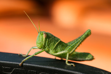 green grasshopper the symbol of luck