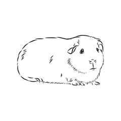 cute Guinea pig, pet, vector sketch illustration