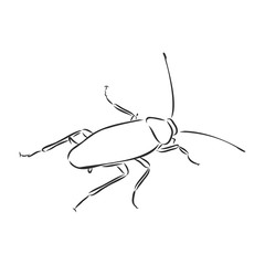 cockroach insect pest, realistic vector sketch illustration
